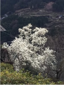 White magnolia2