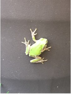 tree frog1